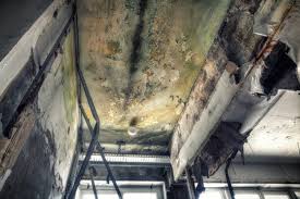 Best Basement Mold Removal  in Quanah, TX